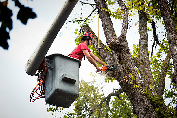 Best Root Management and Removal  in Nottingham, PA